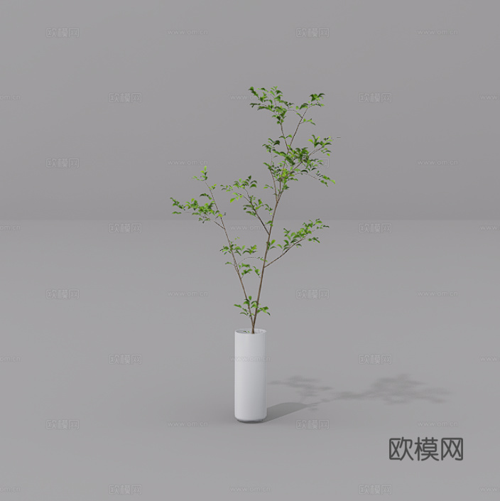植物摆件su模型