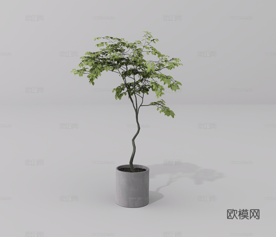 绿植盆栽su模型