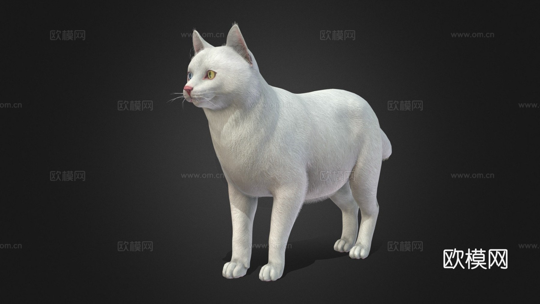 胖猫su模型