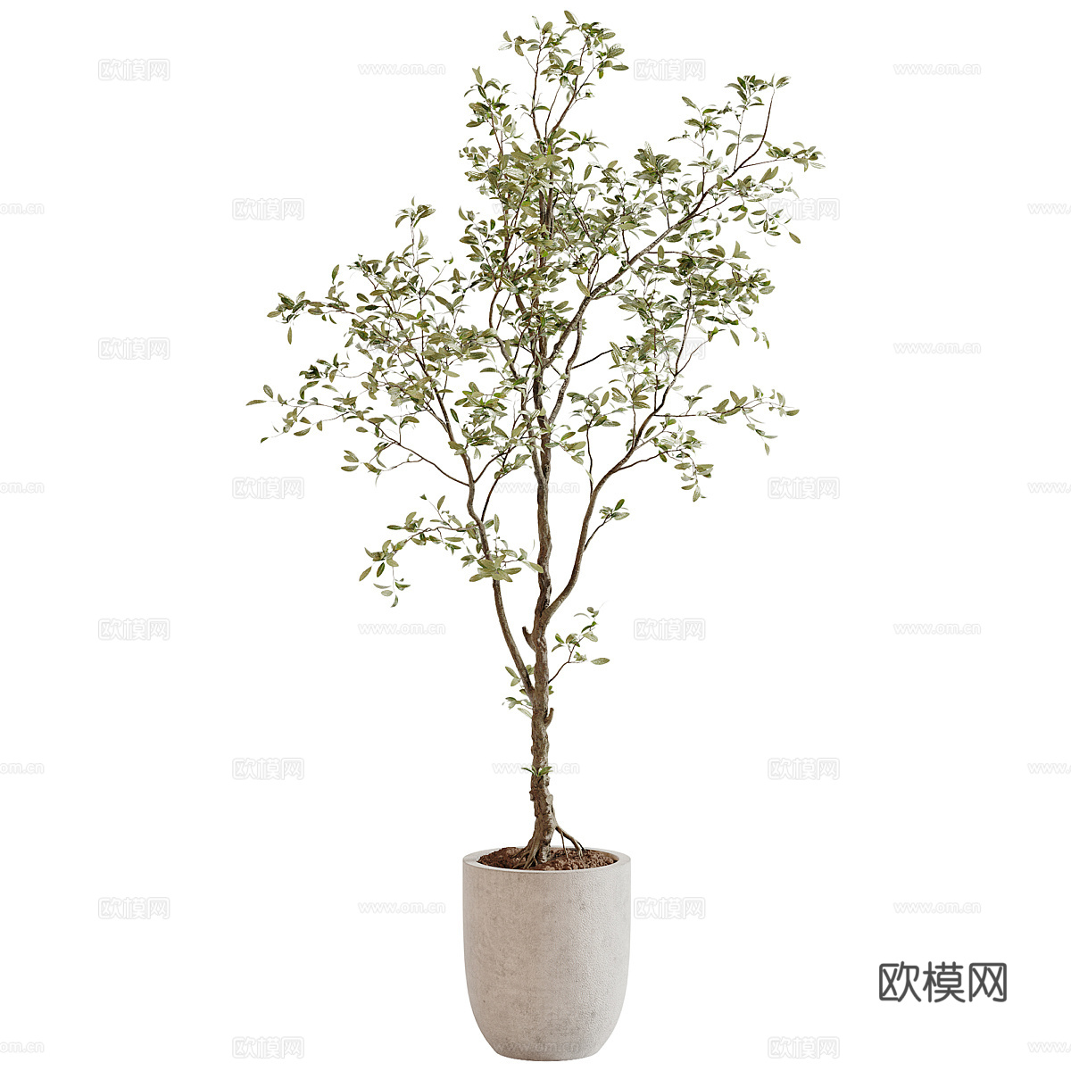 花草3d模型下载