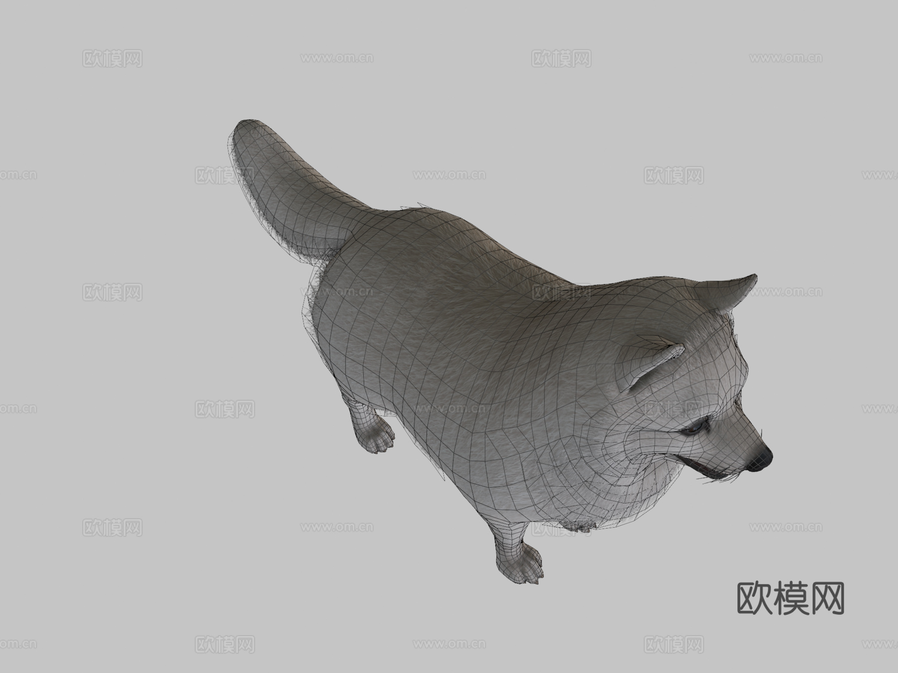 博美犬su模型下载（渲染图2）