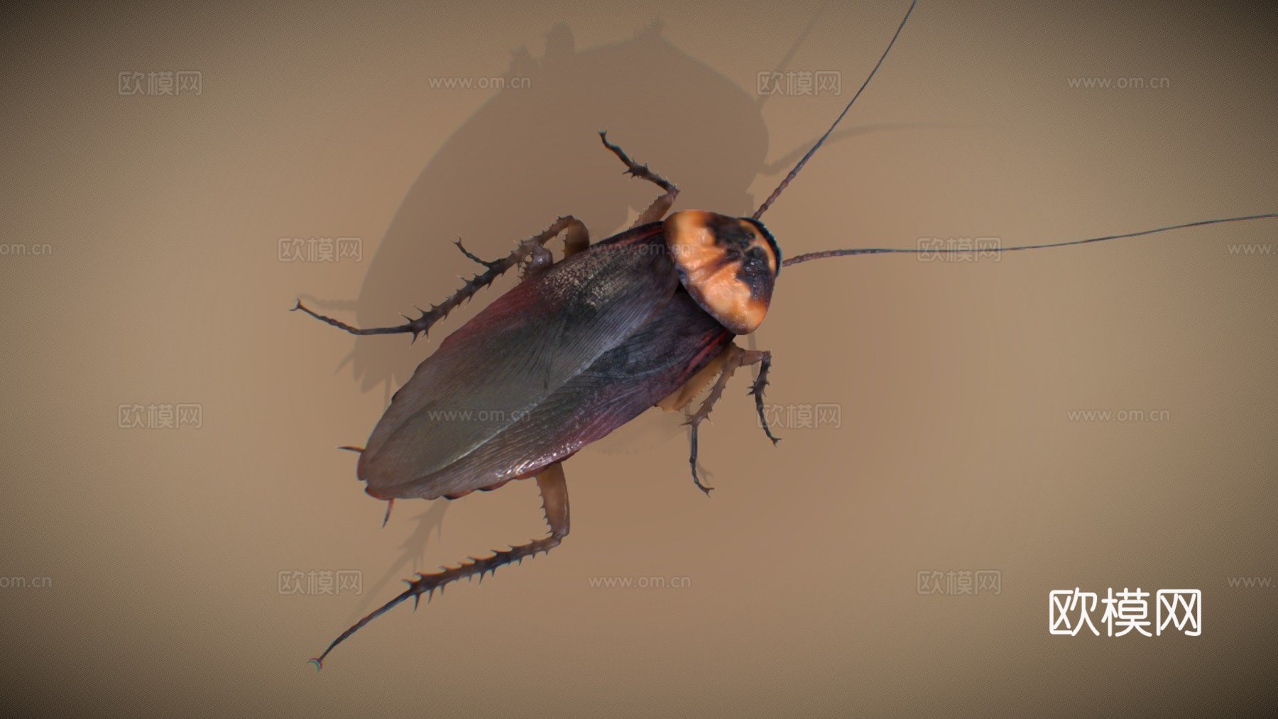 美洲蟑螂su模型下载（渲染图1）