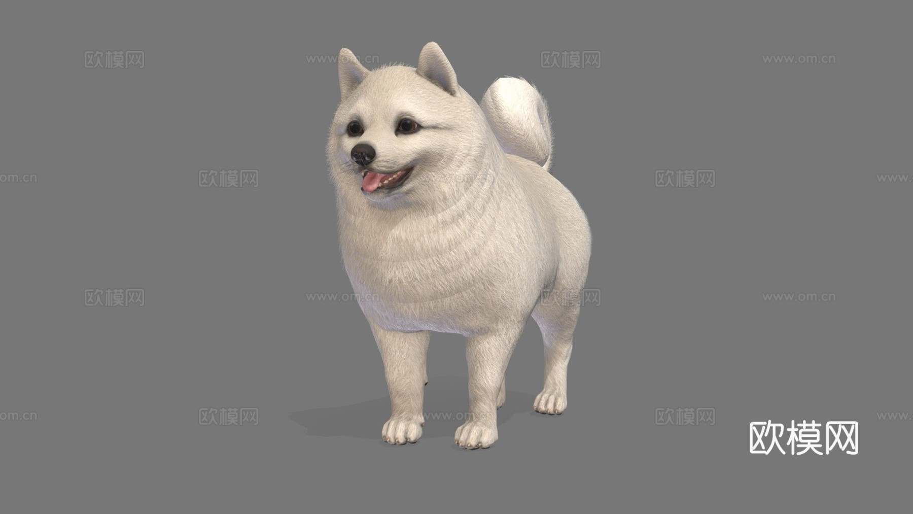 博美犬su模型下载（渲染图1）