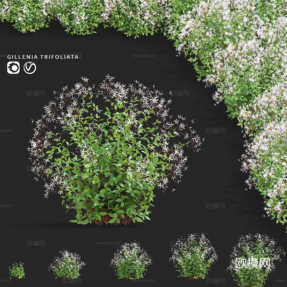 Gilenia trifoliate flowers Gil3d模型下载