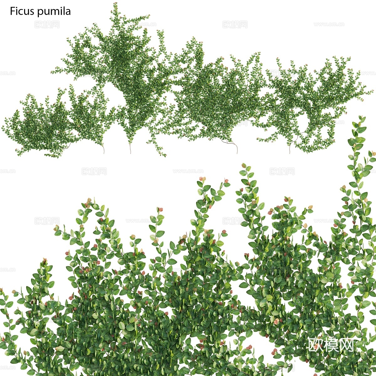 Ficus pumila – 爬行无花果 – 攀爬无花果3d模型下载