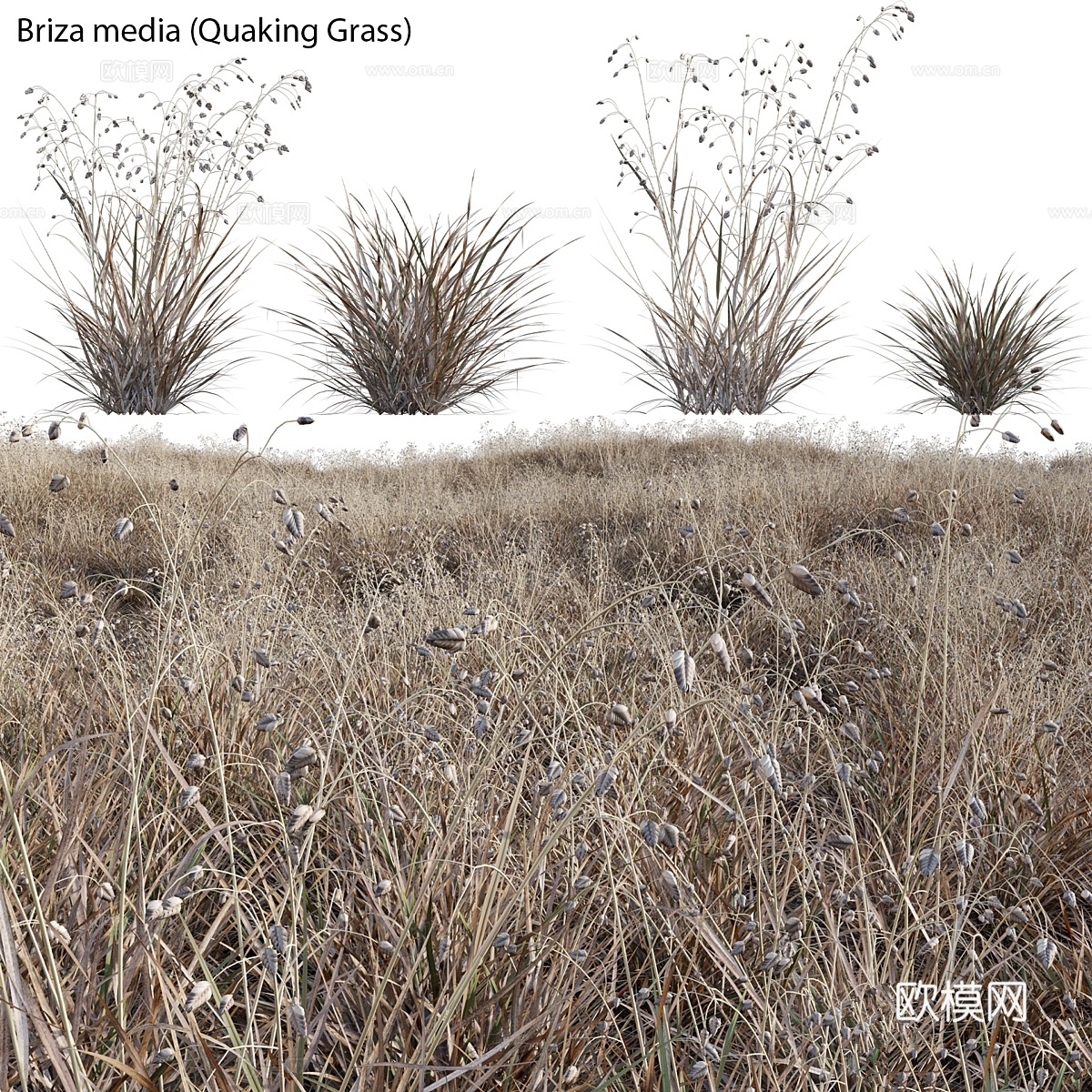 Briza 媒体 - 颤动草 033d模型下载