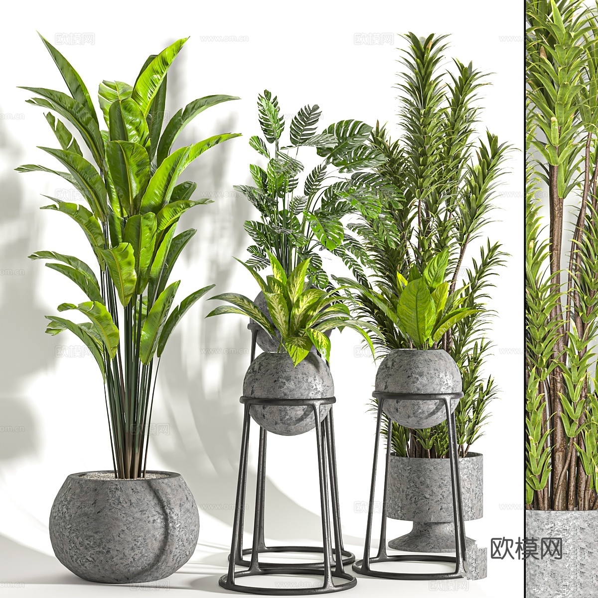 Collaction 室内植物第31卷3d模型