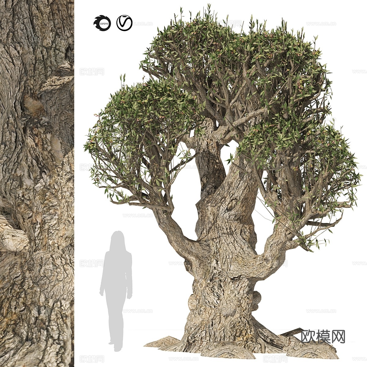 古橄榄树3d模型下载