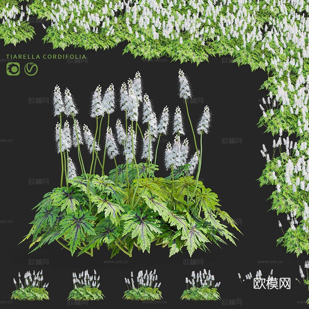 Tyarella cordifolia 花3d模型下载
