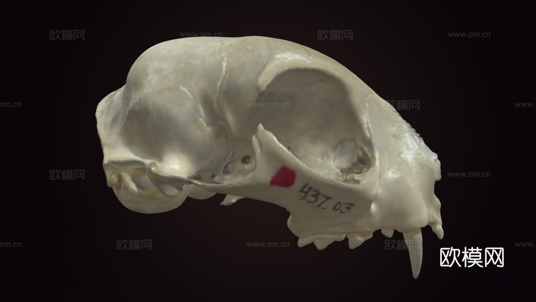 家猫头骨su模型