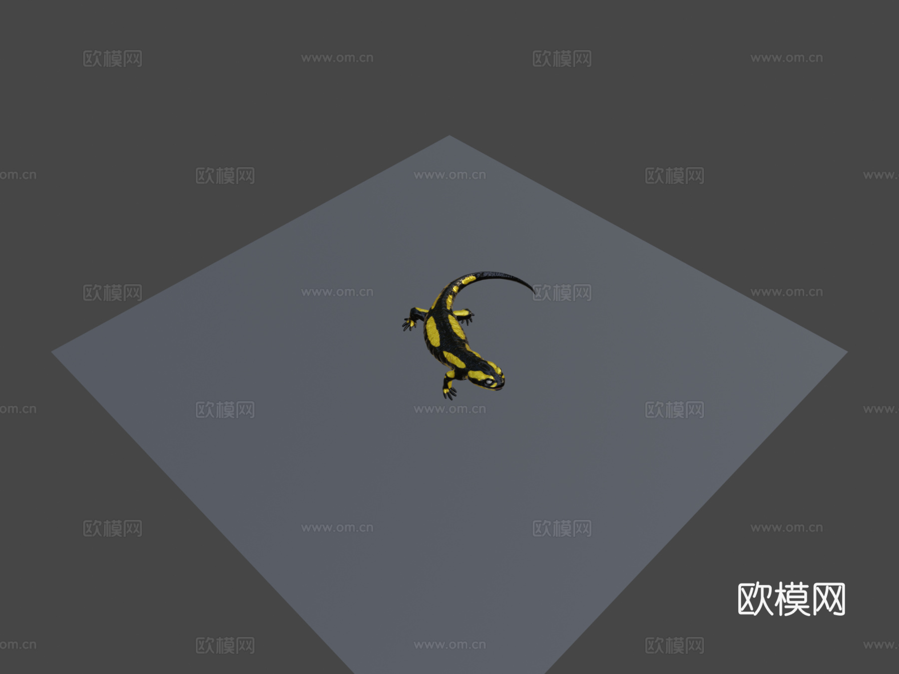 火蝾螈 - 萨拉曼德拉蝾螈su模型