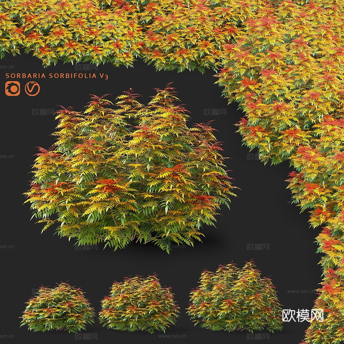 田鹨灌木 Sorbaria sorbifolia v33d模型下载