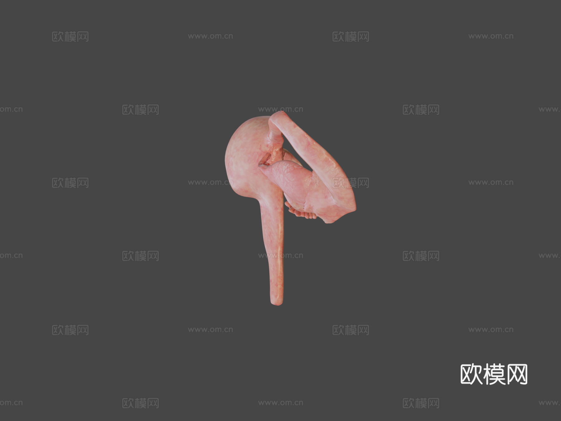 子宫脱落su模型下载（渲染图5）