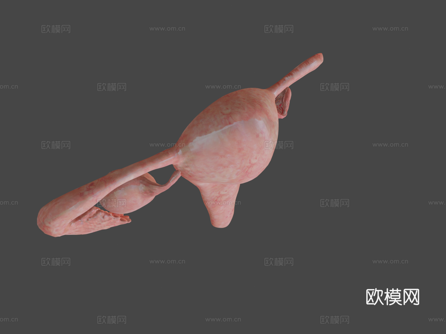 子宫脱落su模型下载（渲染图7）