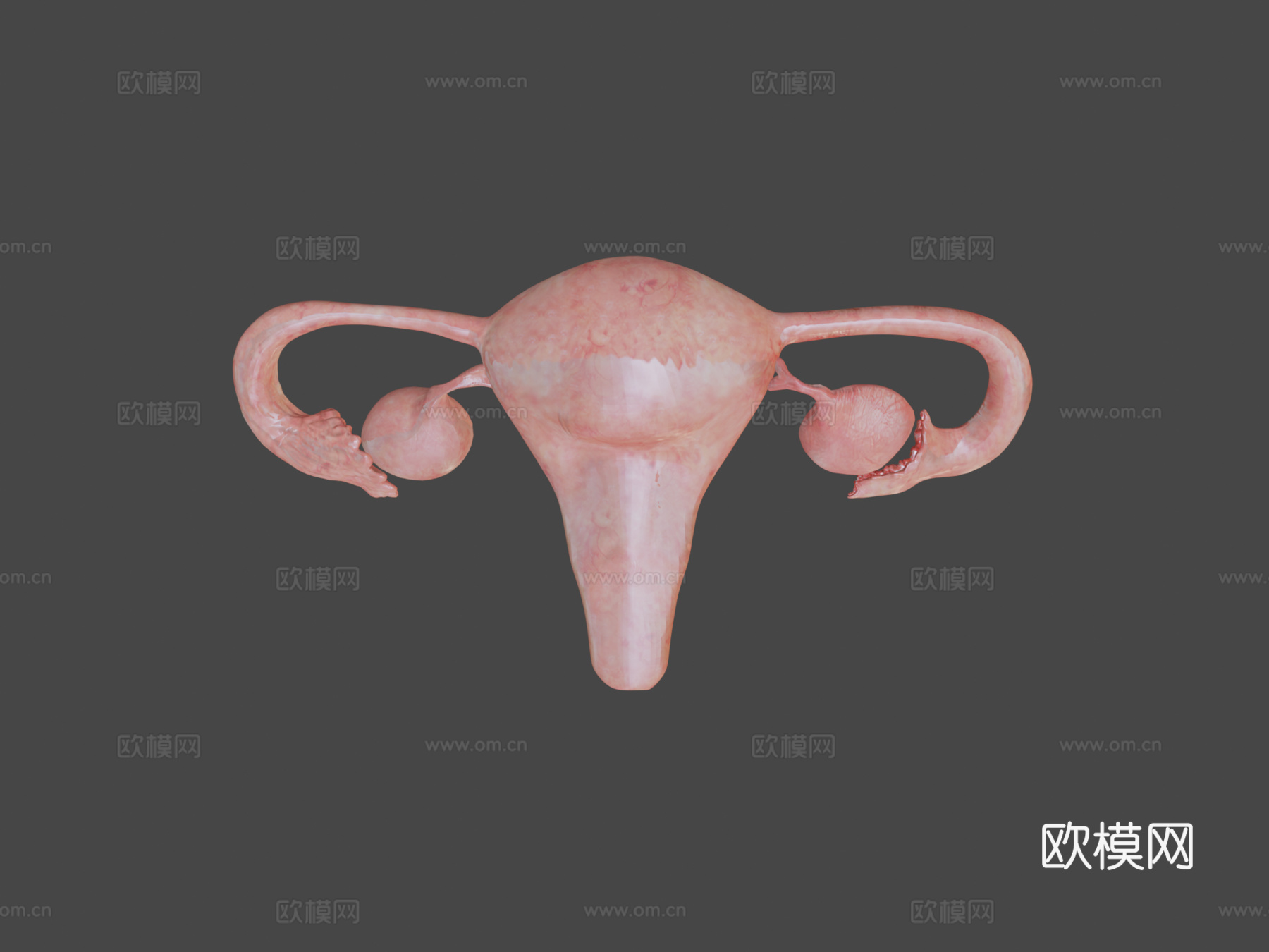 子宫脱落su模型下载（渲染图6）