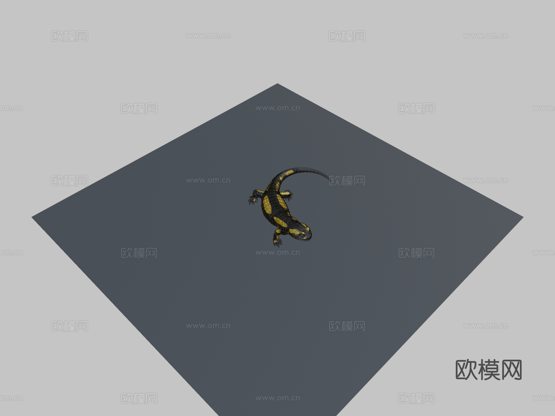 火蝾螈 - 萨拉曼德拉蝾螈su模型