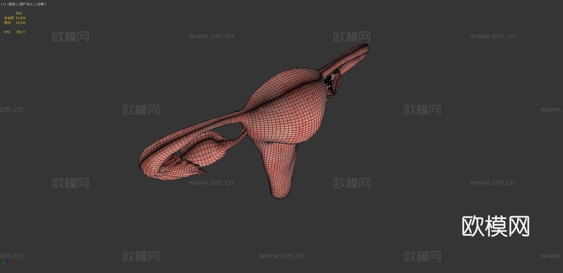 子宫脱落su模型下载（渲染图4）