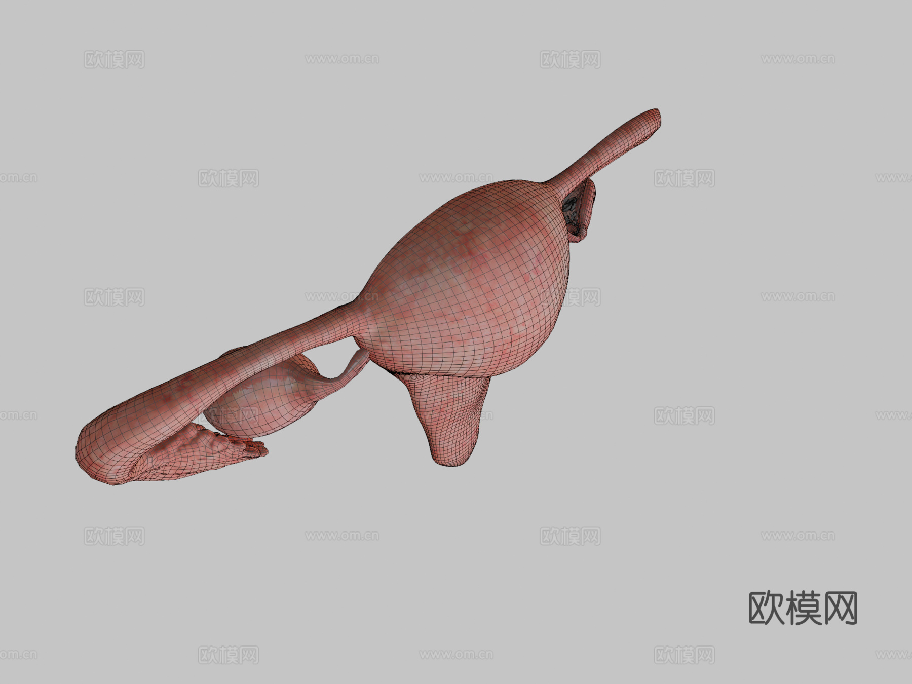 子宫脱落su模型下载（渲染图2）