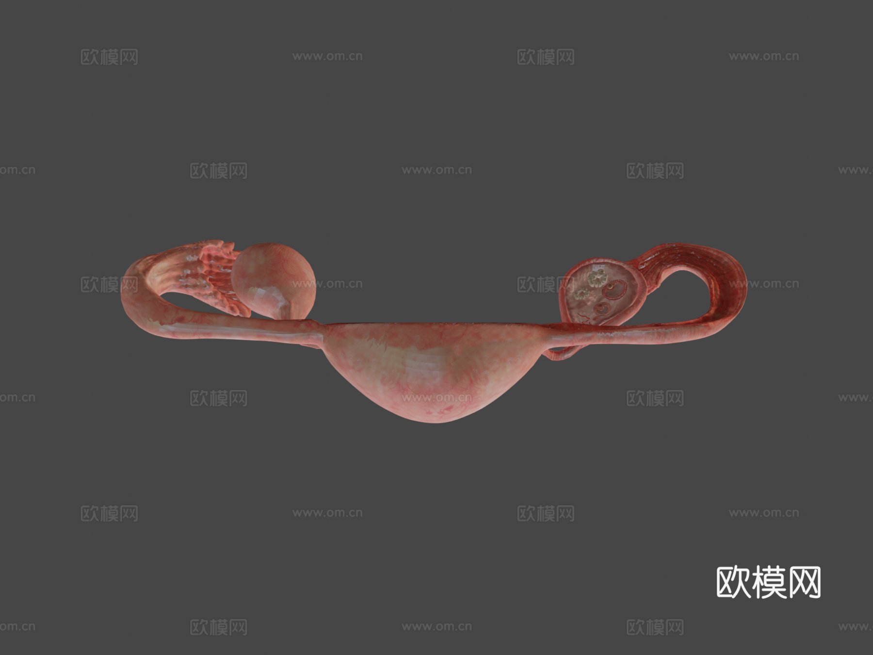 子宫脱落su模型下载（渲染图8）