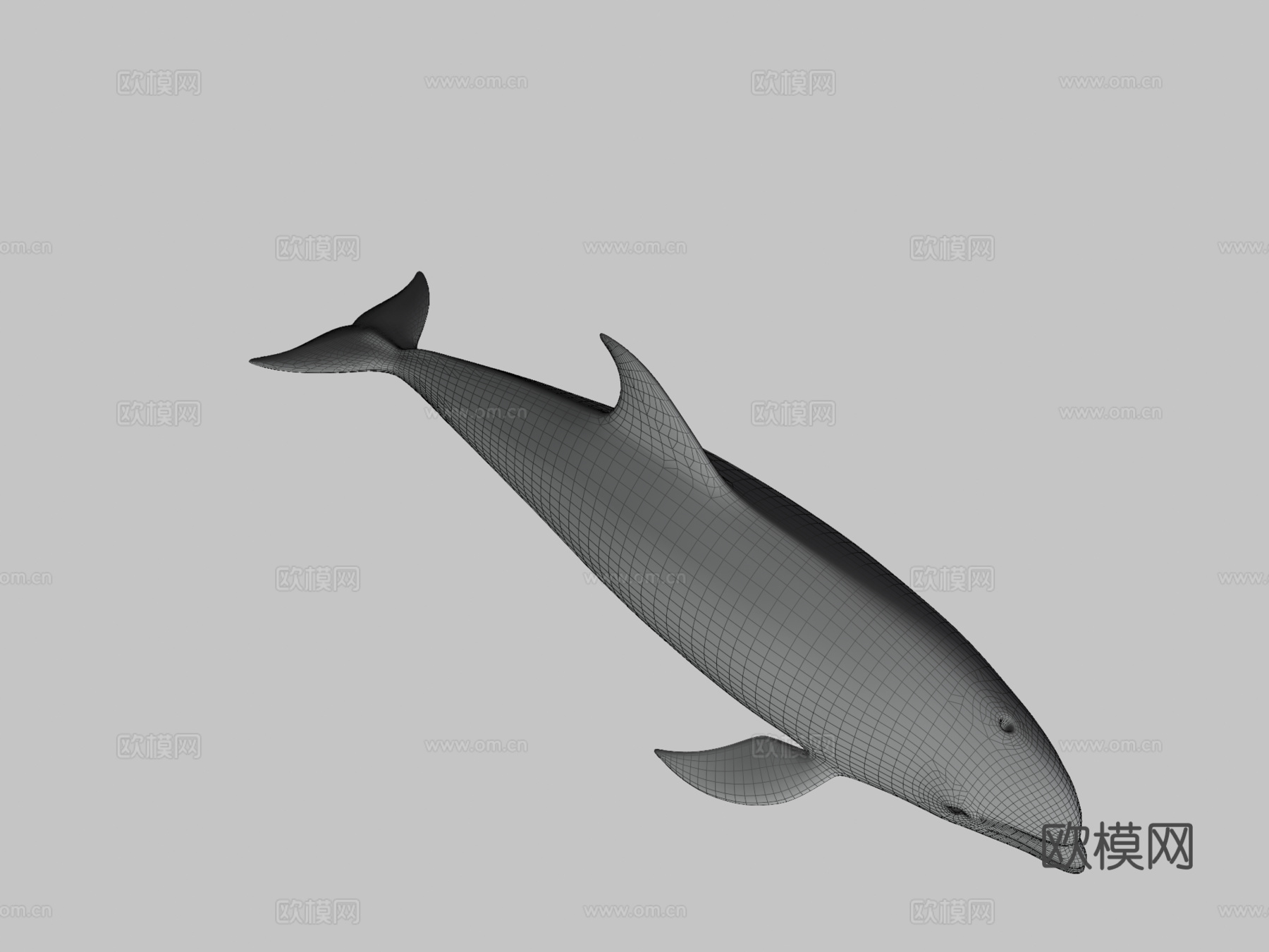 白喙斑纹海豚(尖吻海豚属)su模型