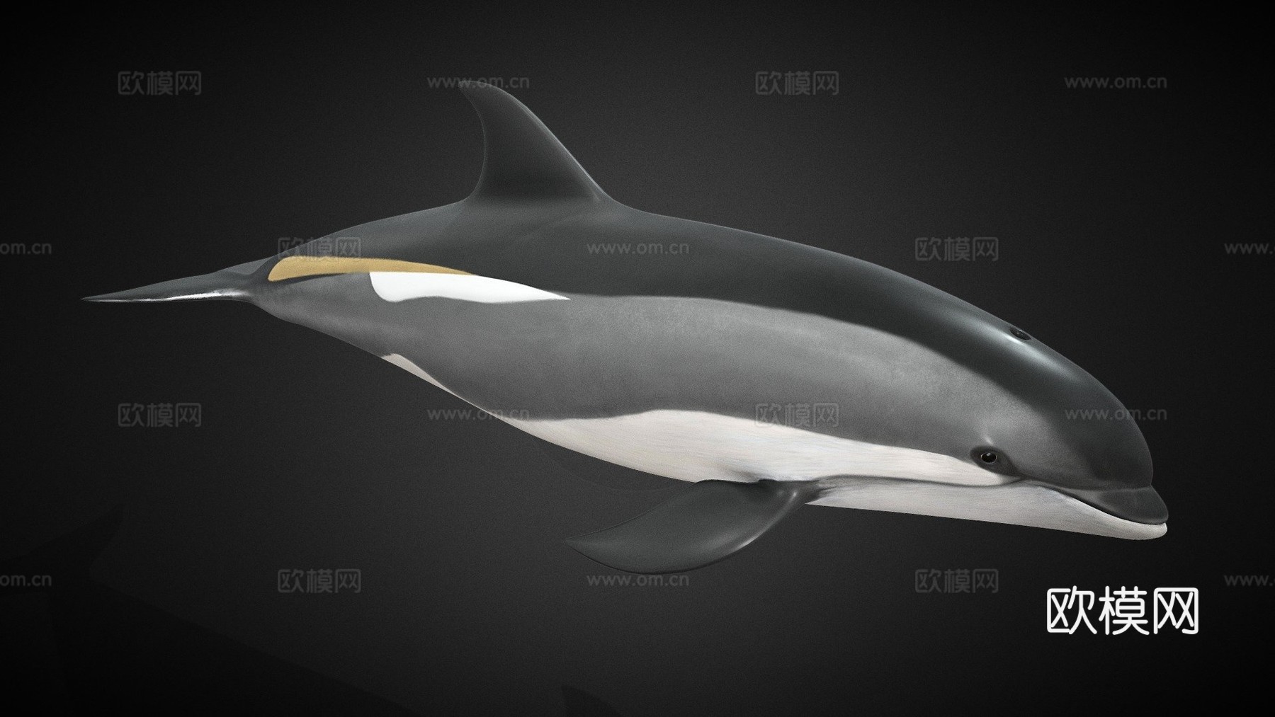 白喙斑纹海豚(尖吻海豚属)su模型