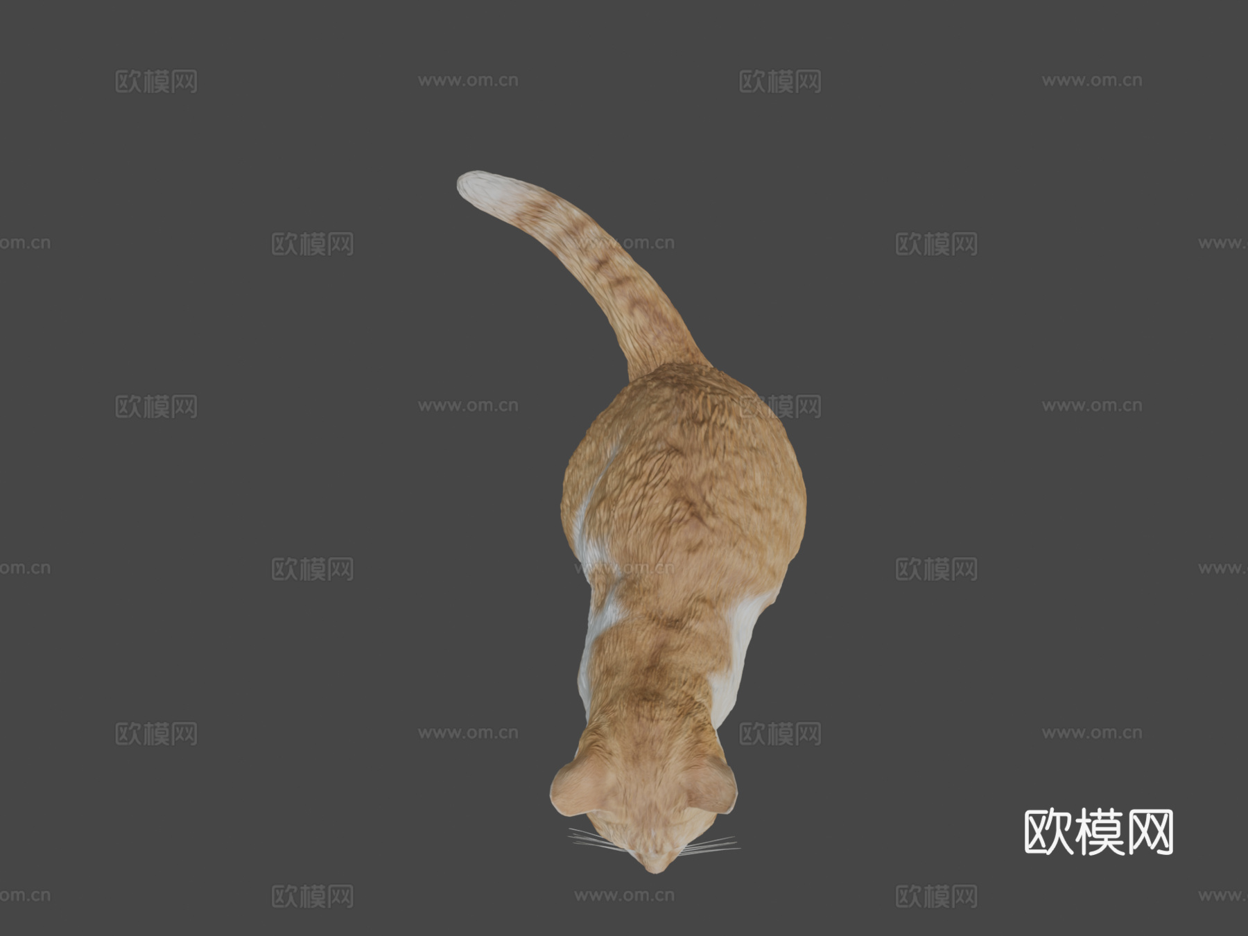 红猫21su模型