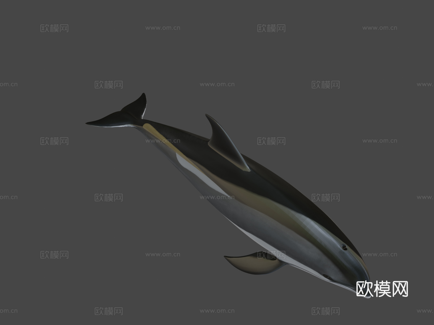 白喙斑纹海豚(尖吻海豚属)su模型