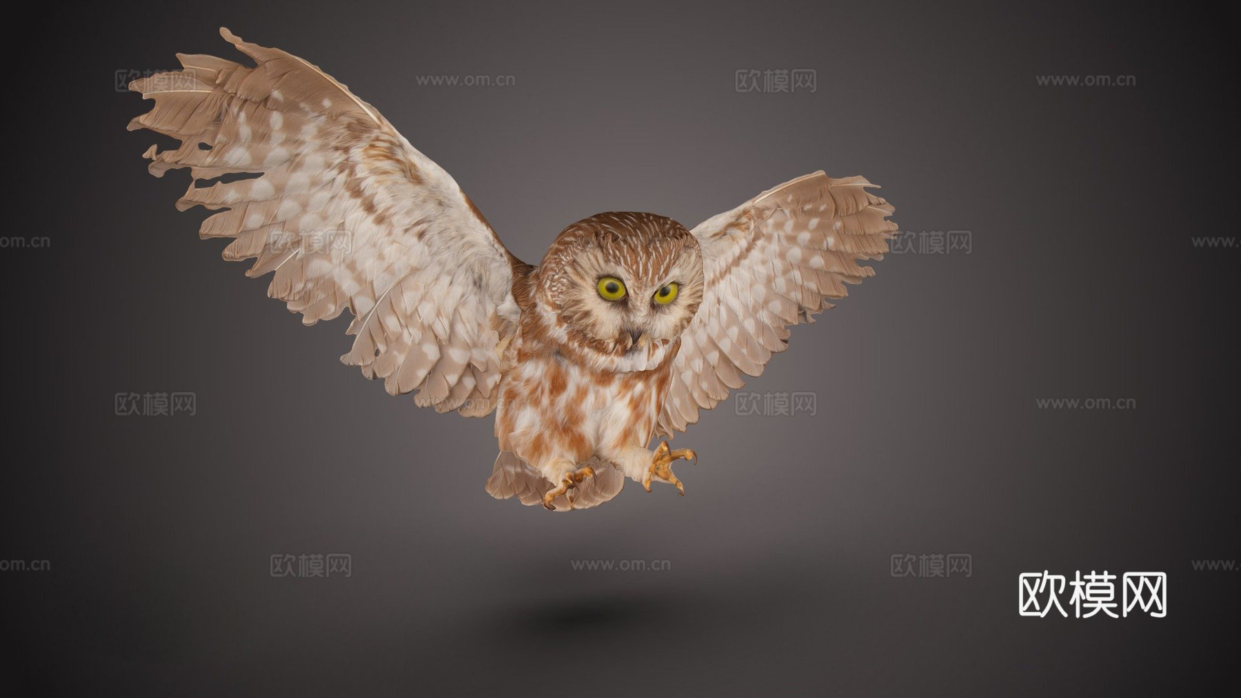 北方锯磨猫头鹰su模型
