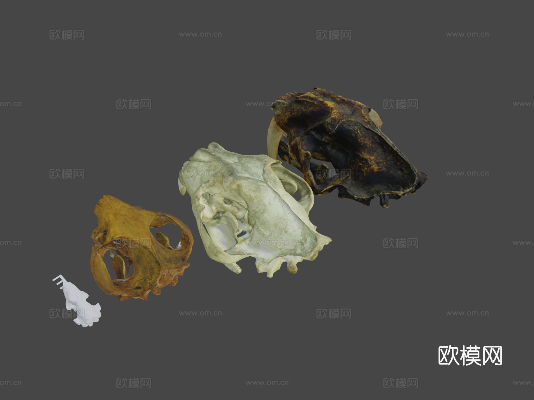 多种犬齿放大头骨su模型下载（渲染图7）