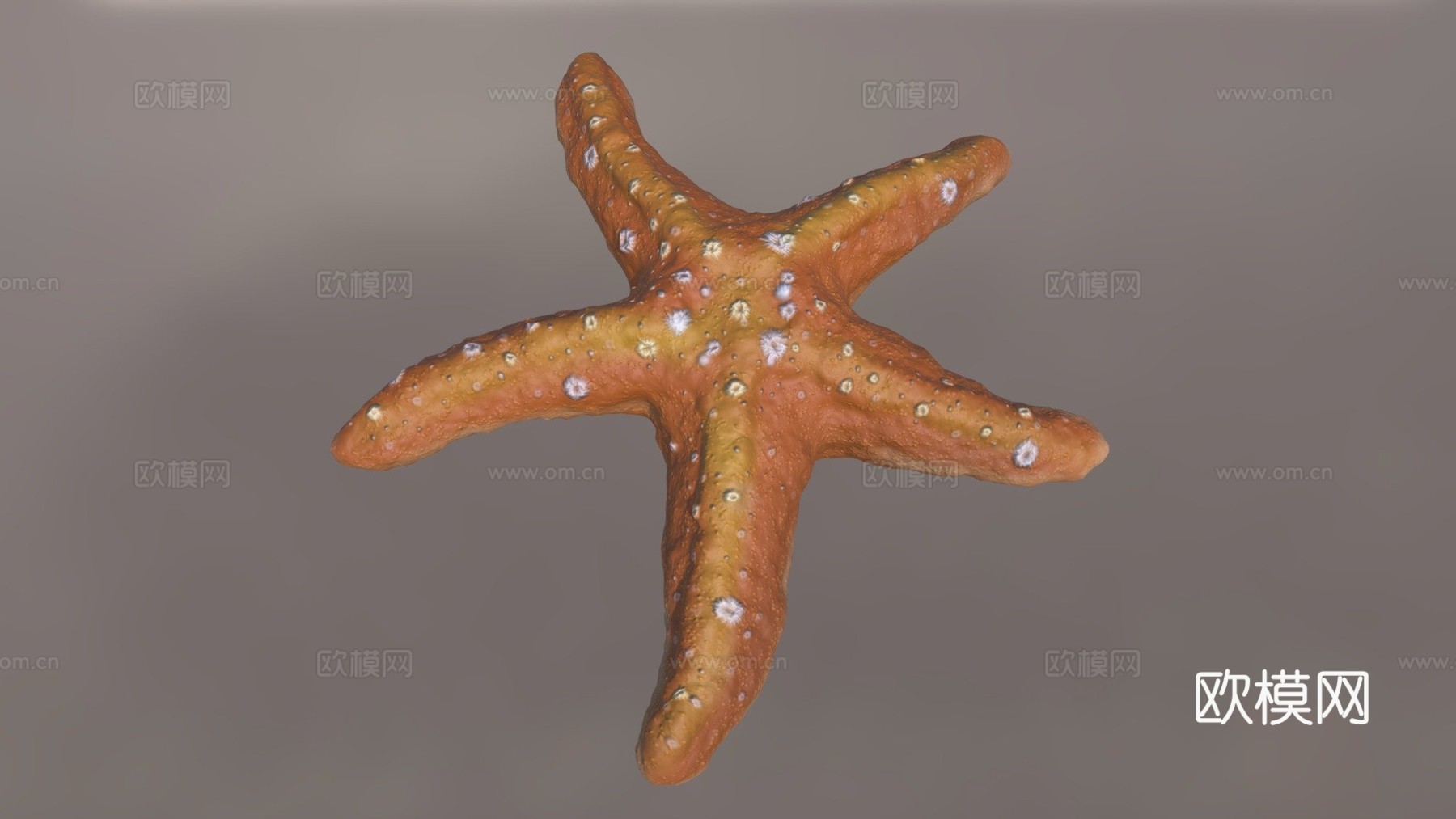 海星su模型