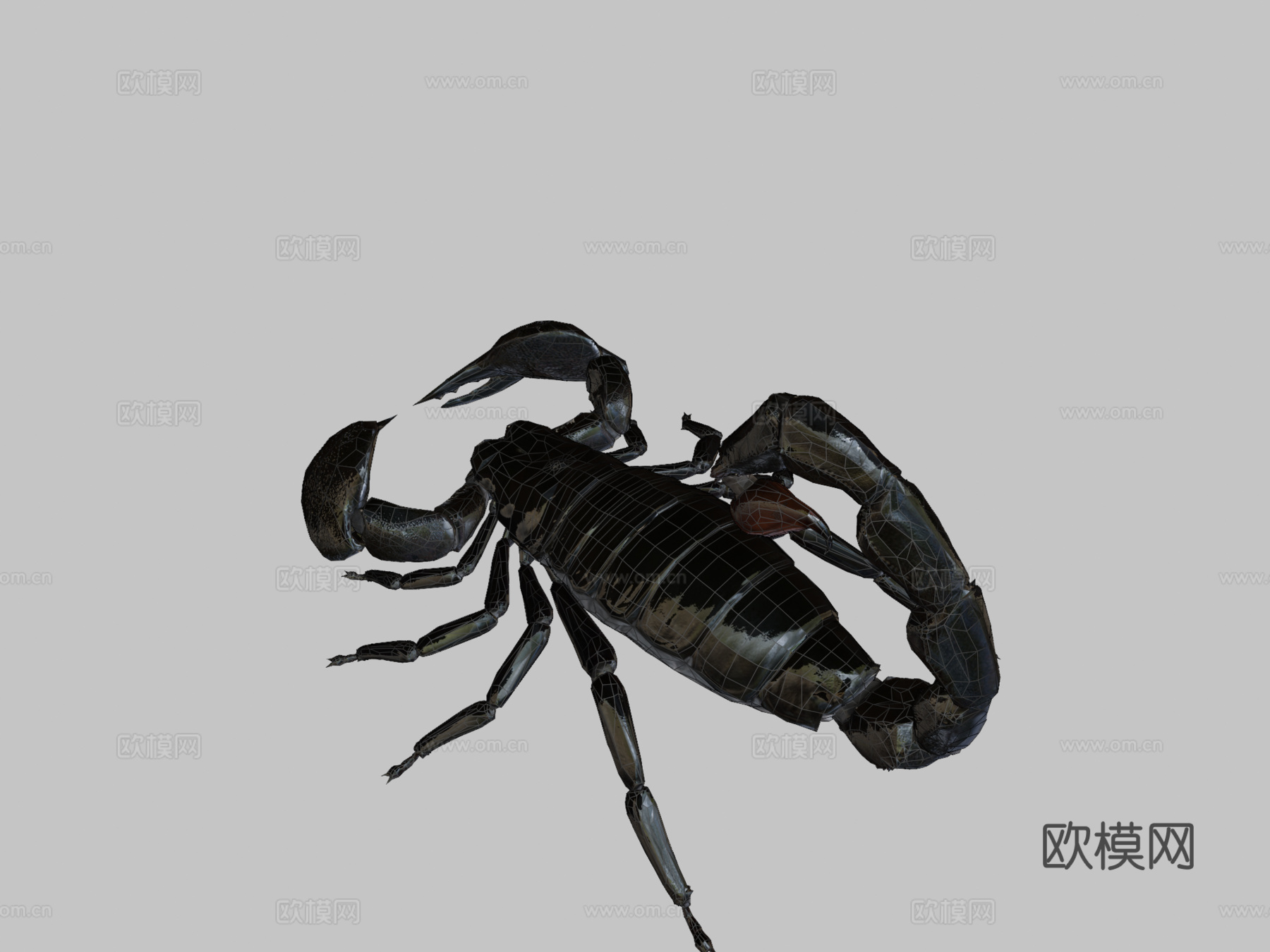 帝王蝎su模型