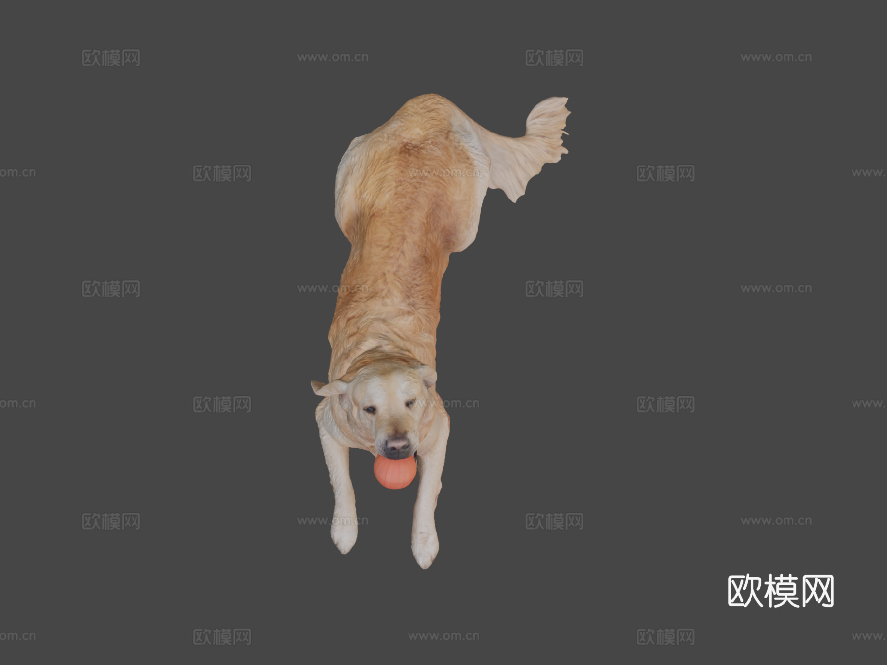 金毛犬玩玩具30su模型su模型