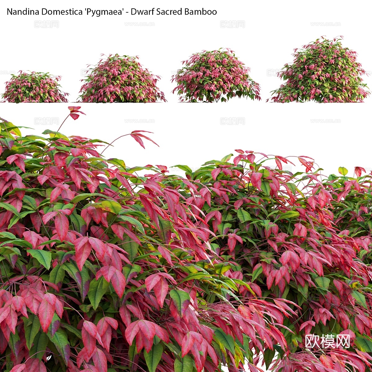 Nandina Domestica Pygmaea - 矮圣3d模型下载