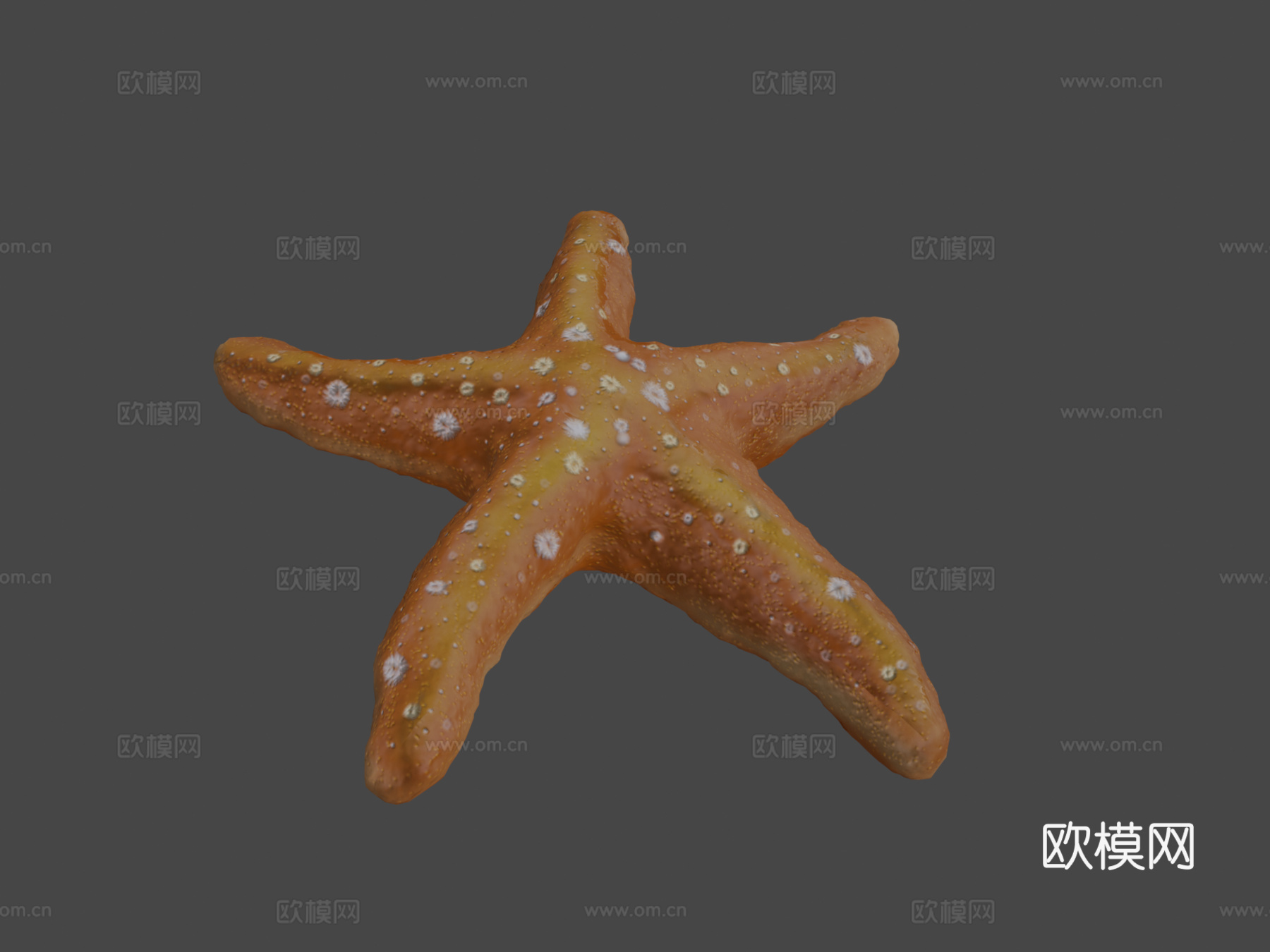 海星su模型