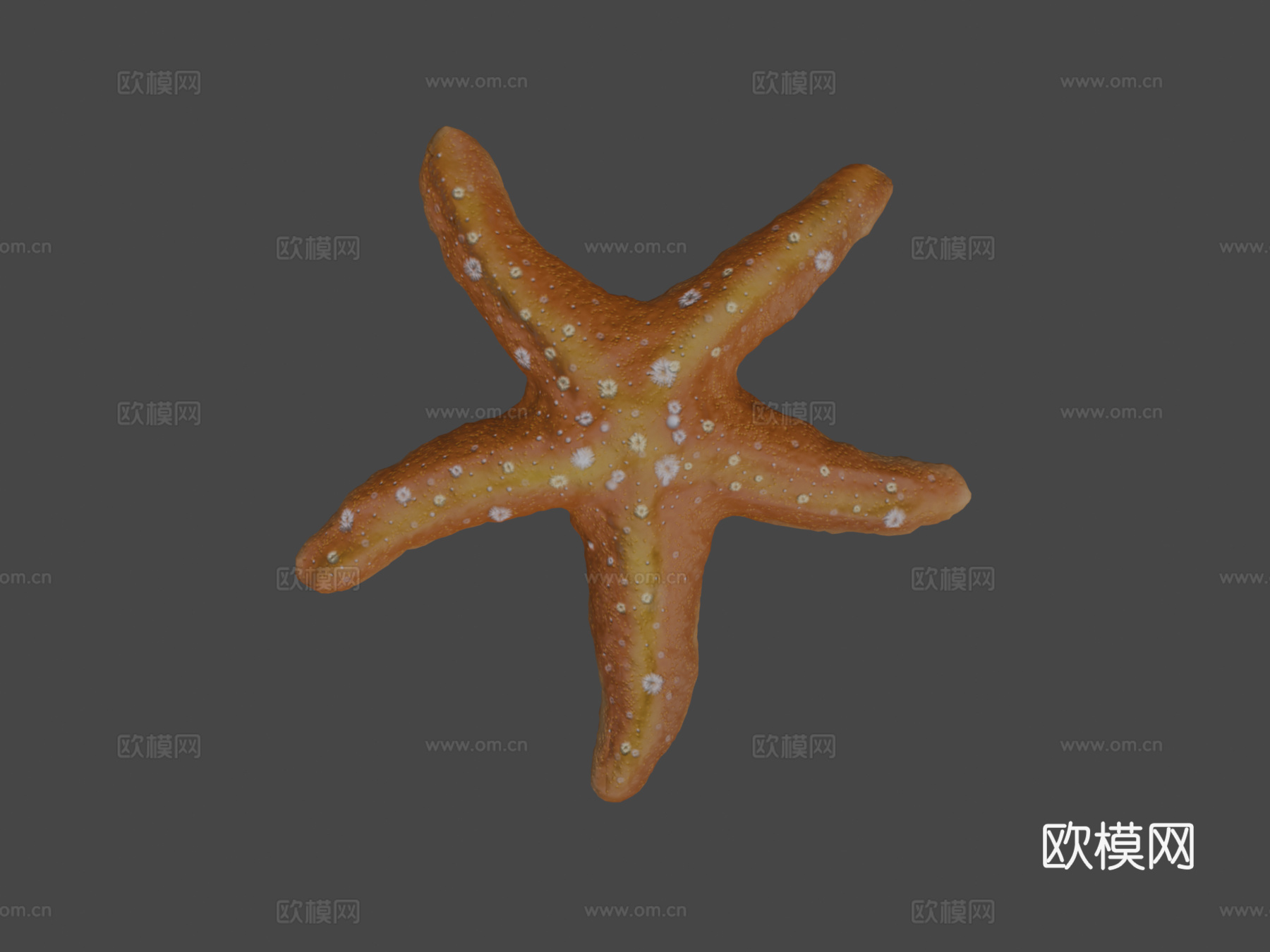 海星su模型