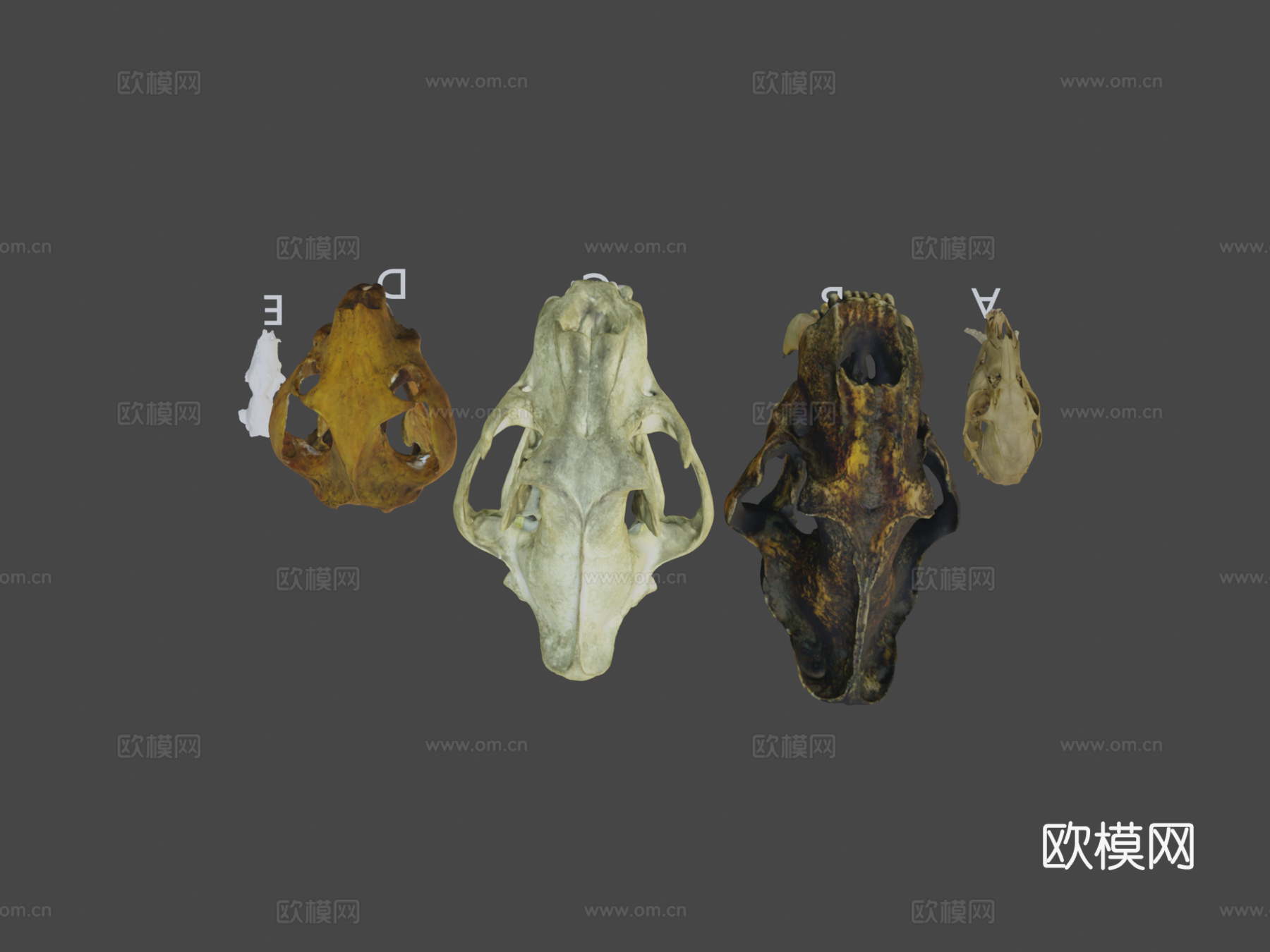多种犬齿放大头骨su模型下载（渲染图8）