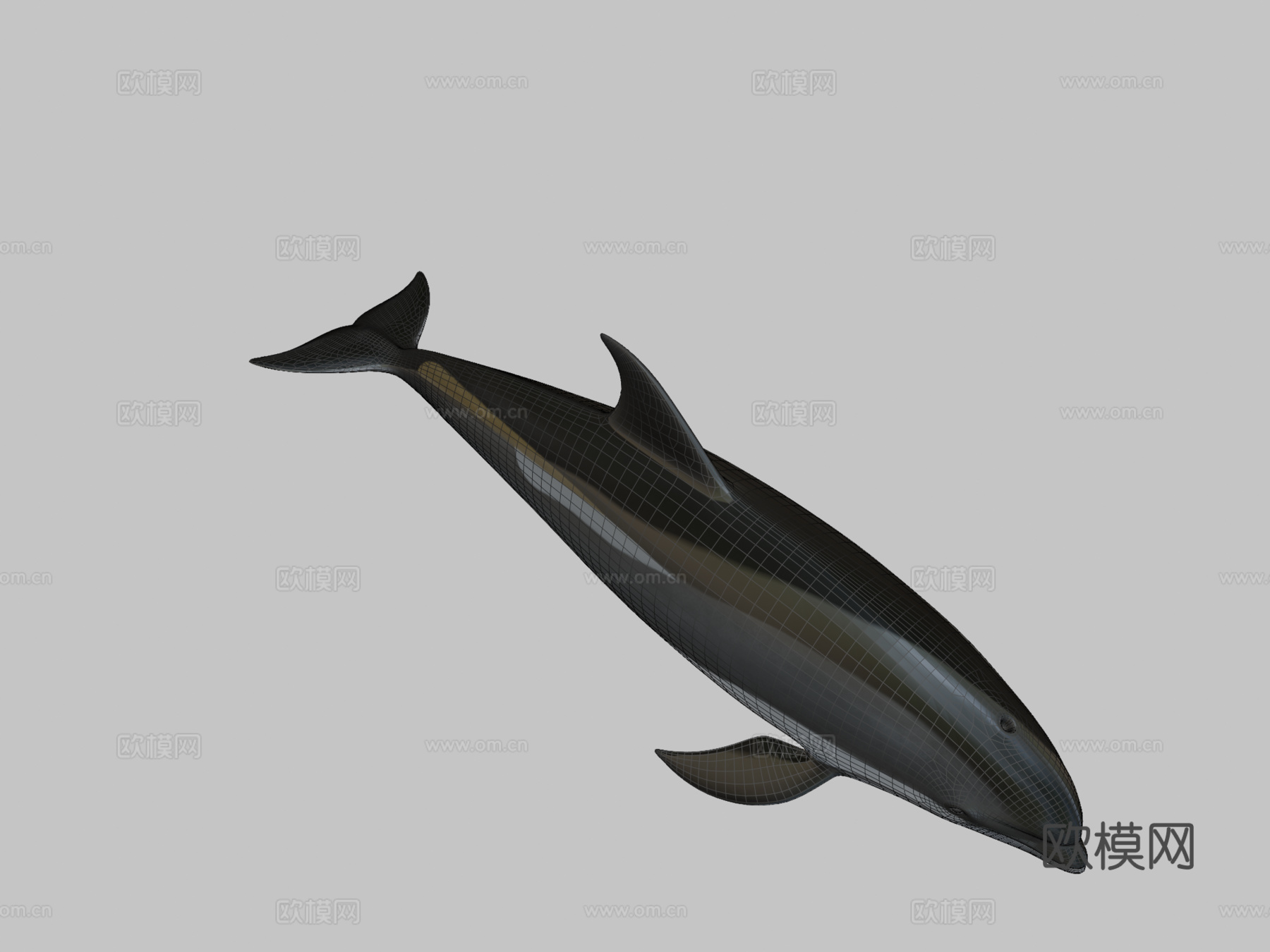 白喙斑纹海豚(尖吻海豚属)su模型