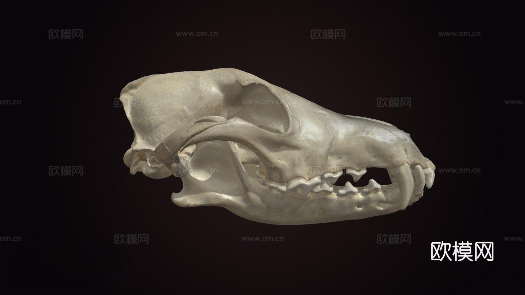 犬科头骨su模型