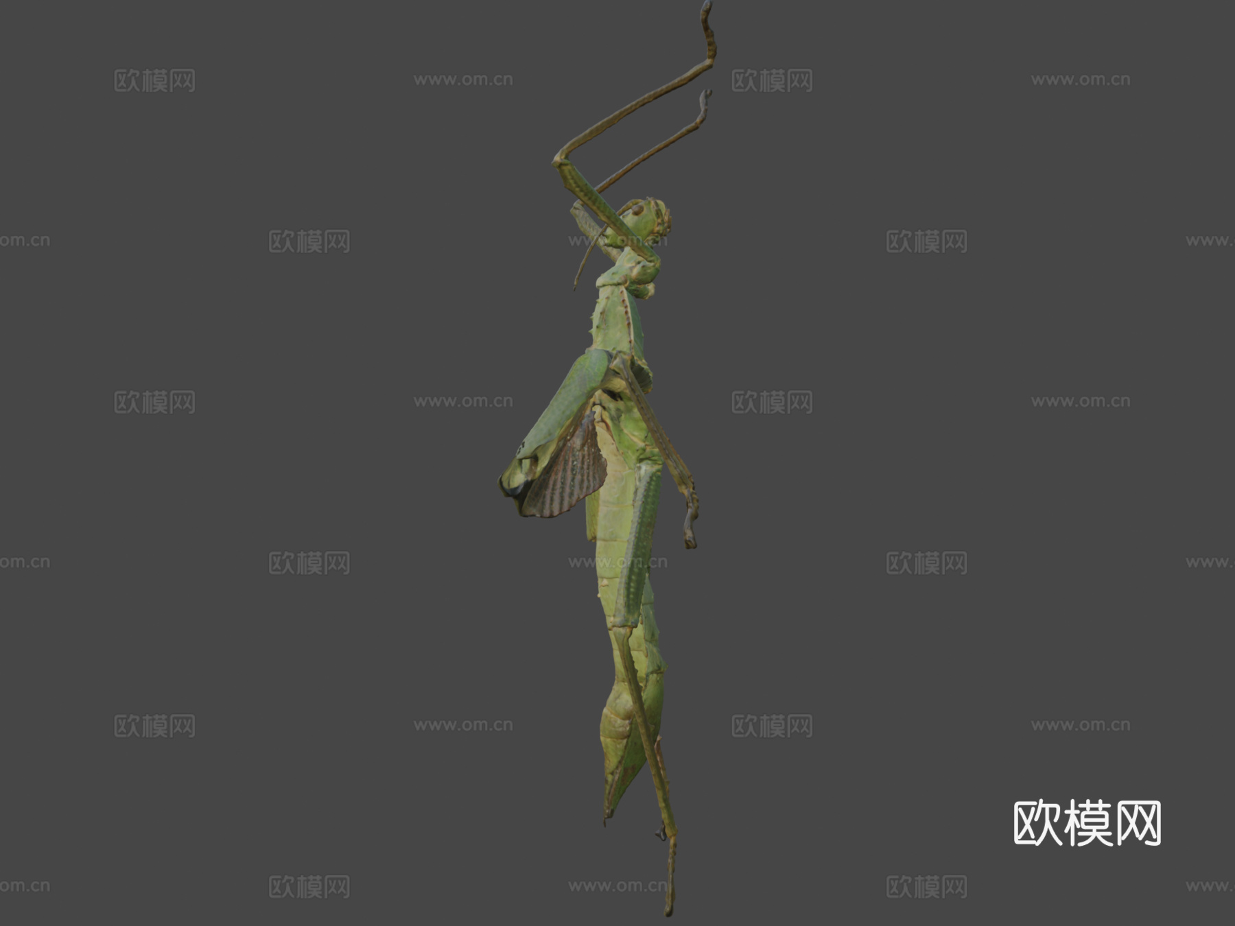巨型竹节虫su模型