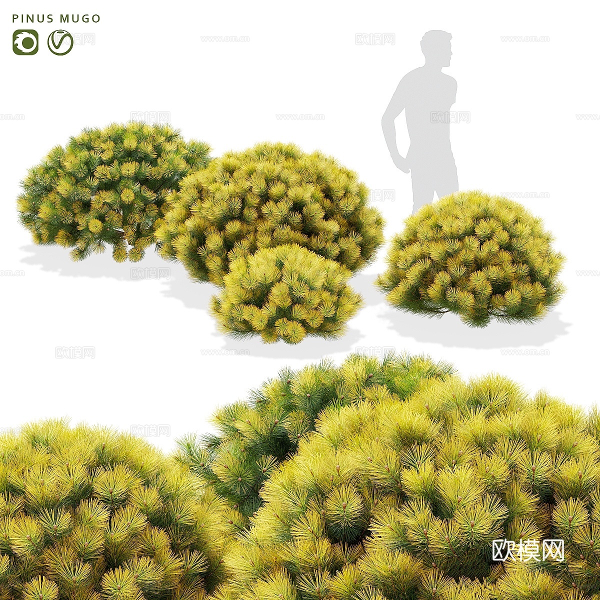 山地松灌木 Pinus mugo3d模型下载