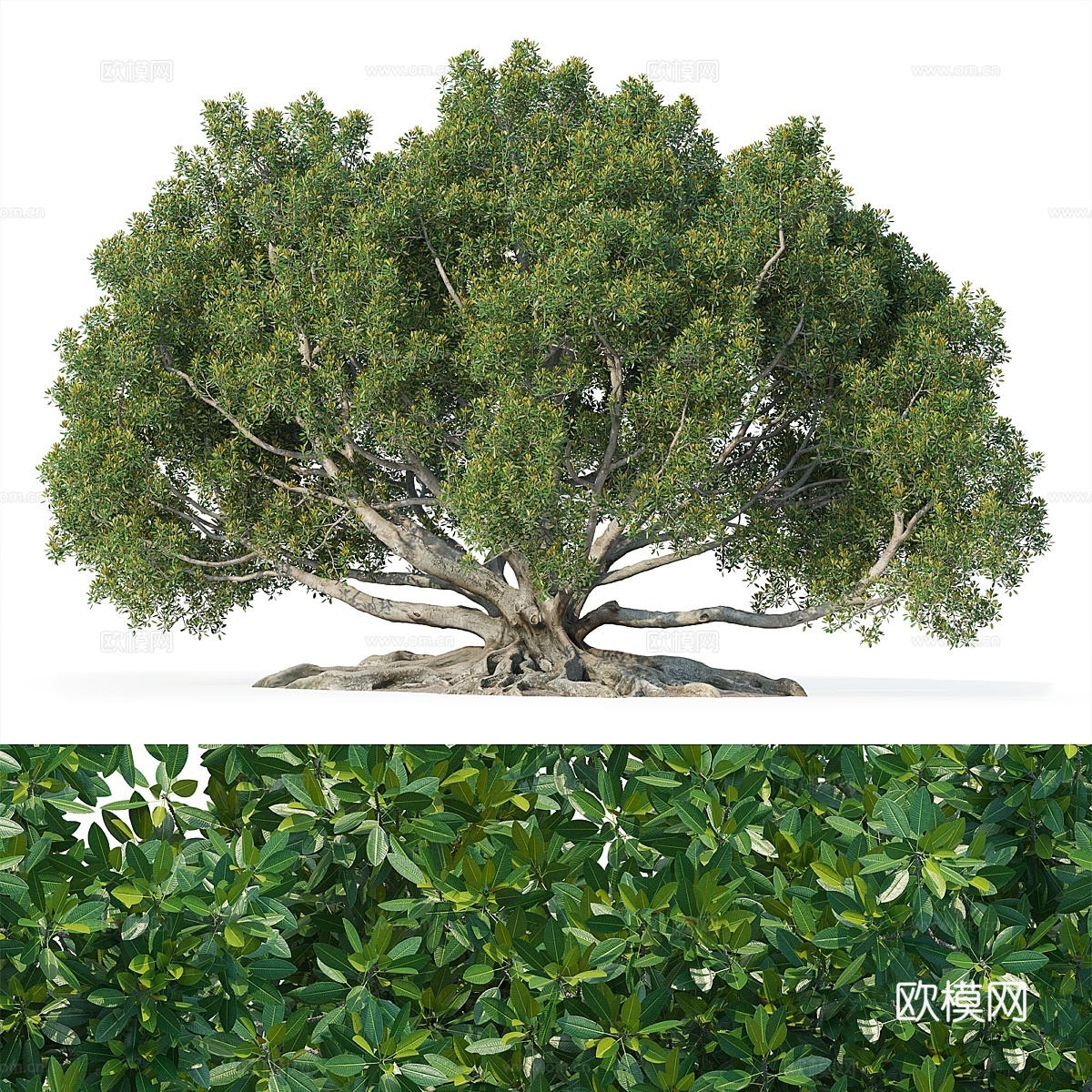 Ficus macrophylla (Ficus macro3d模型