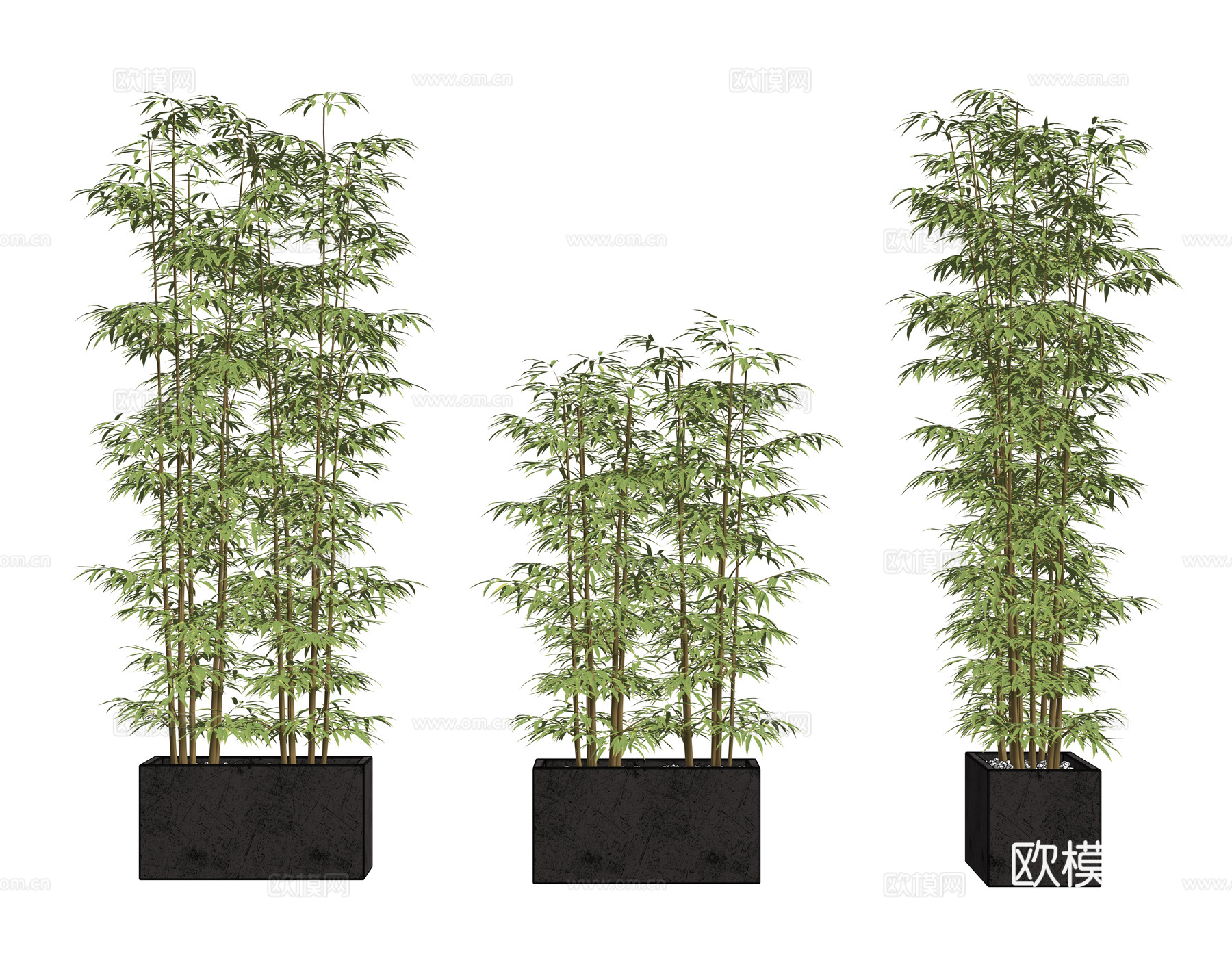 竹子盆栽 景观竹 竹子花坛su模型