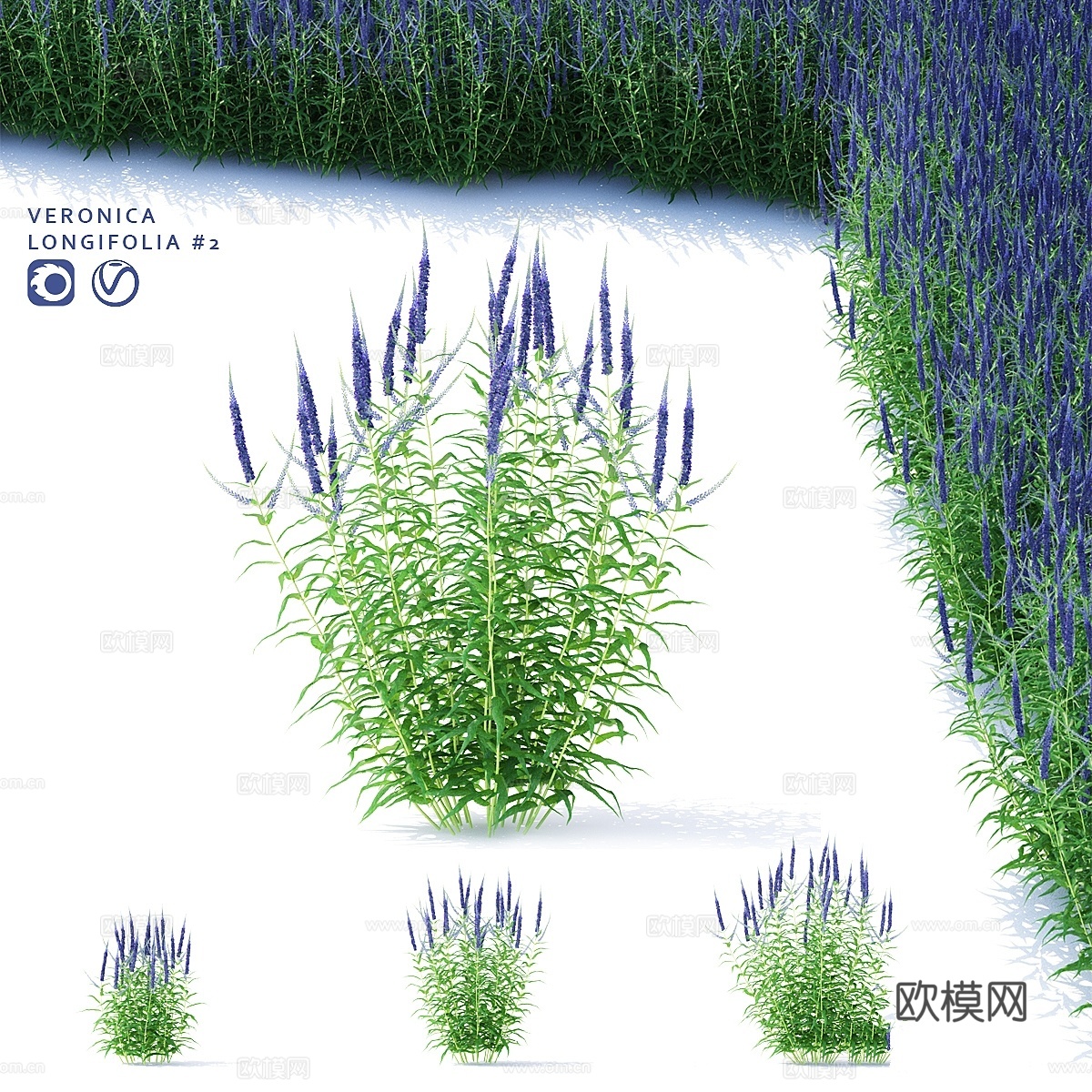 Veronica longifolia 花 Veronica3d模型下载