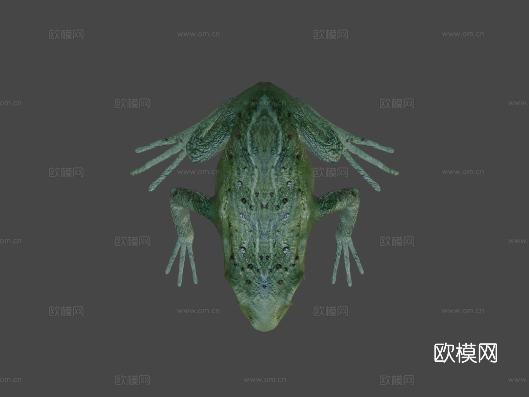 青蛙基础模型3d模型下载（渲染图7）