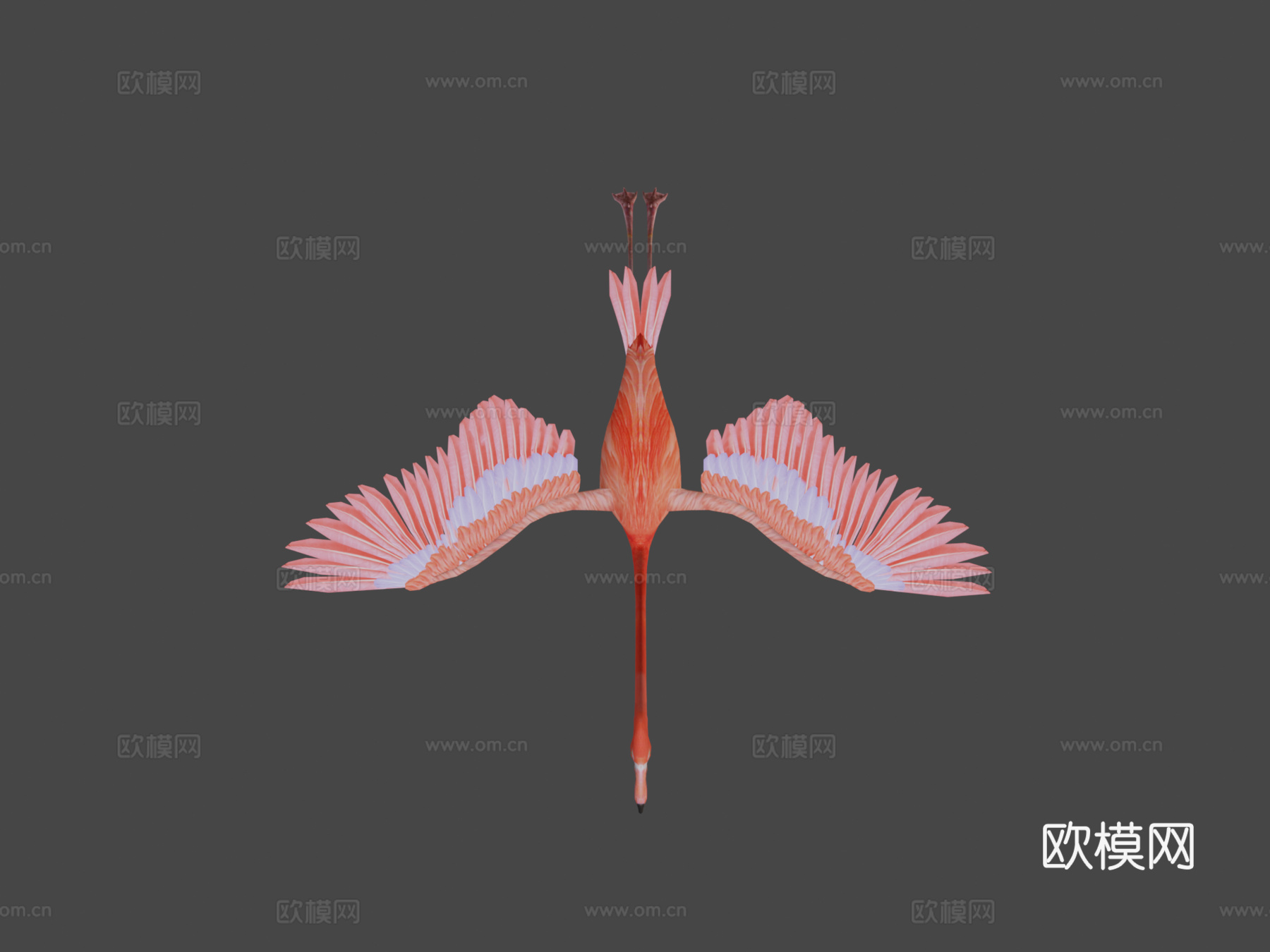 火烈鸟飞翔3d模型下载（渲染图8）