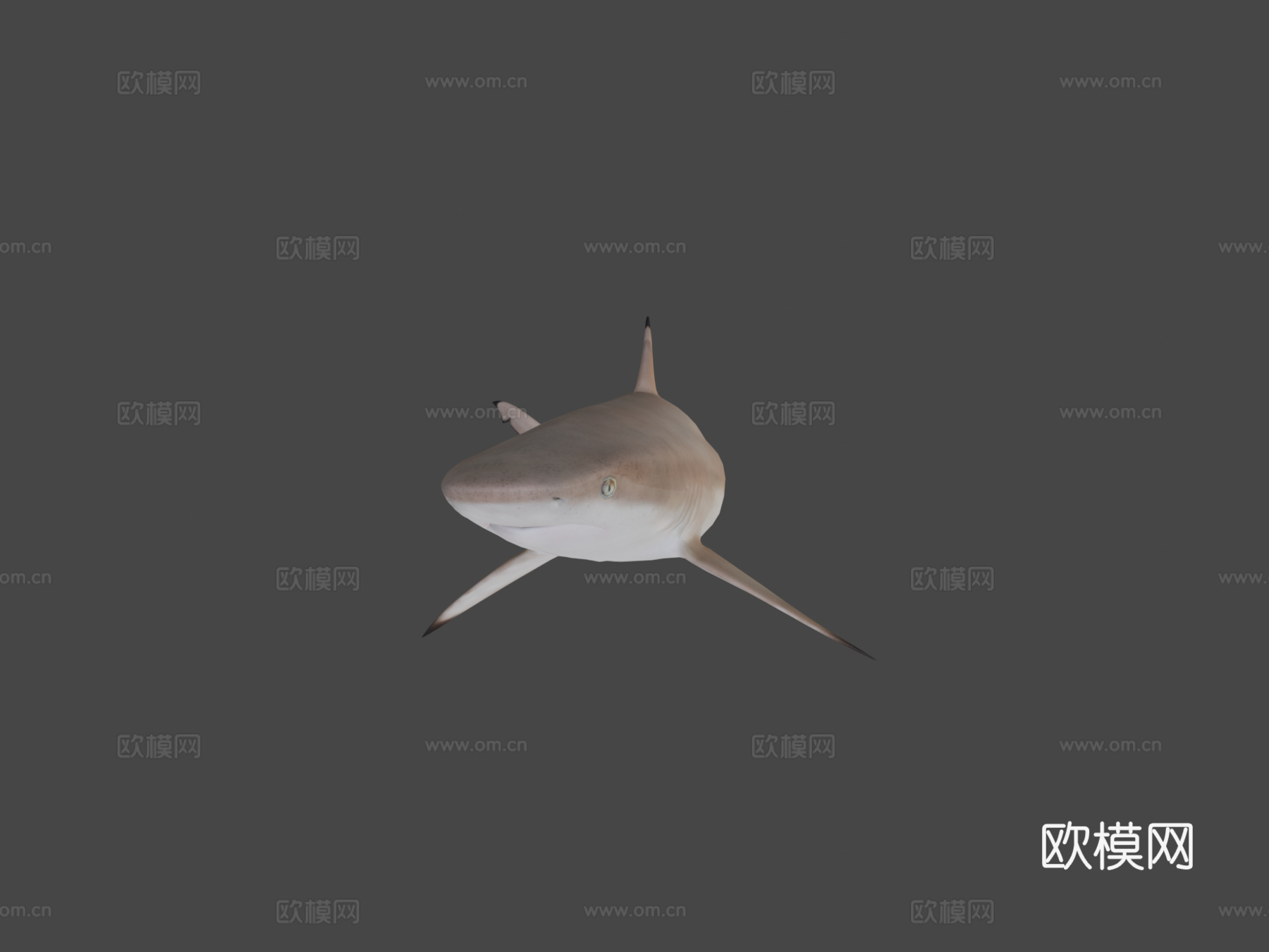礁鲨3d模型下载（渲染图5）