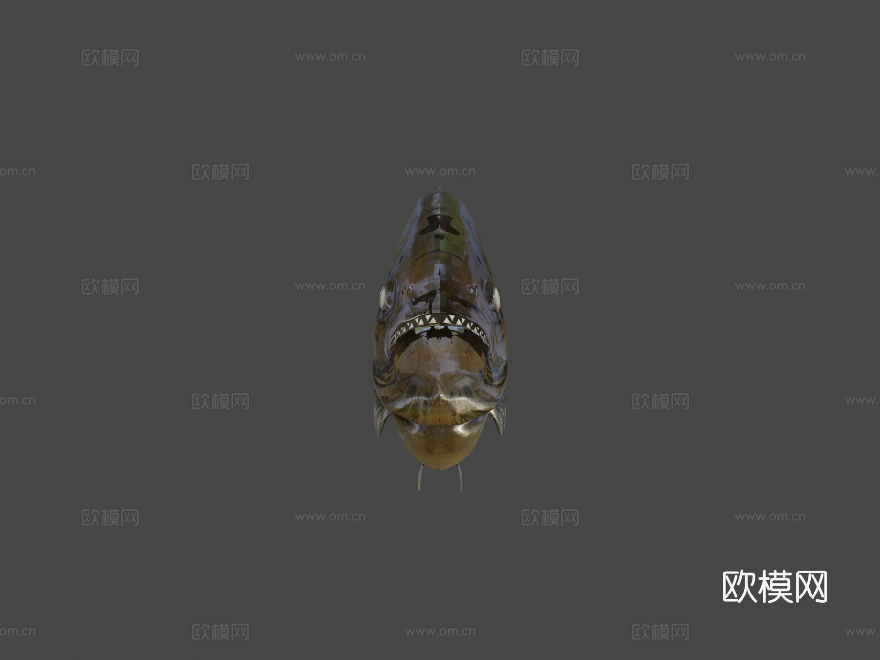 食人鱼3d模型下载（渲染图5）