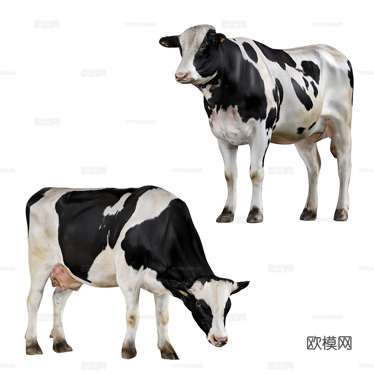 奶牛3d模型下载（渲染图5）
