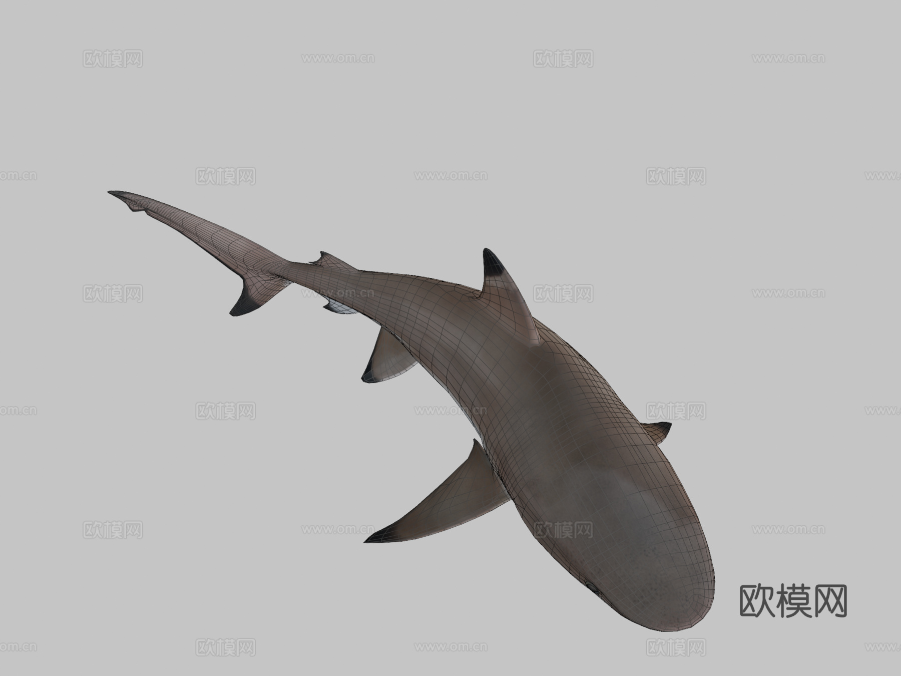 礁鲨3d模型下载（渲染图2）