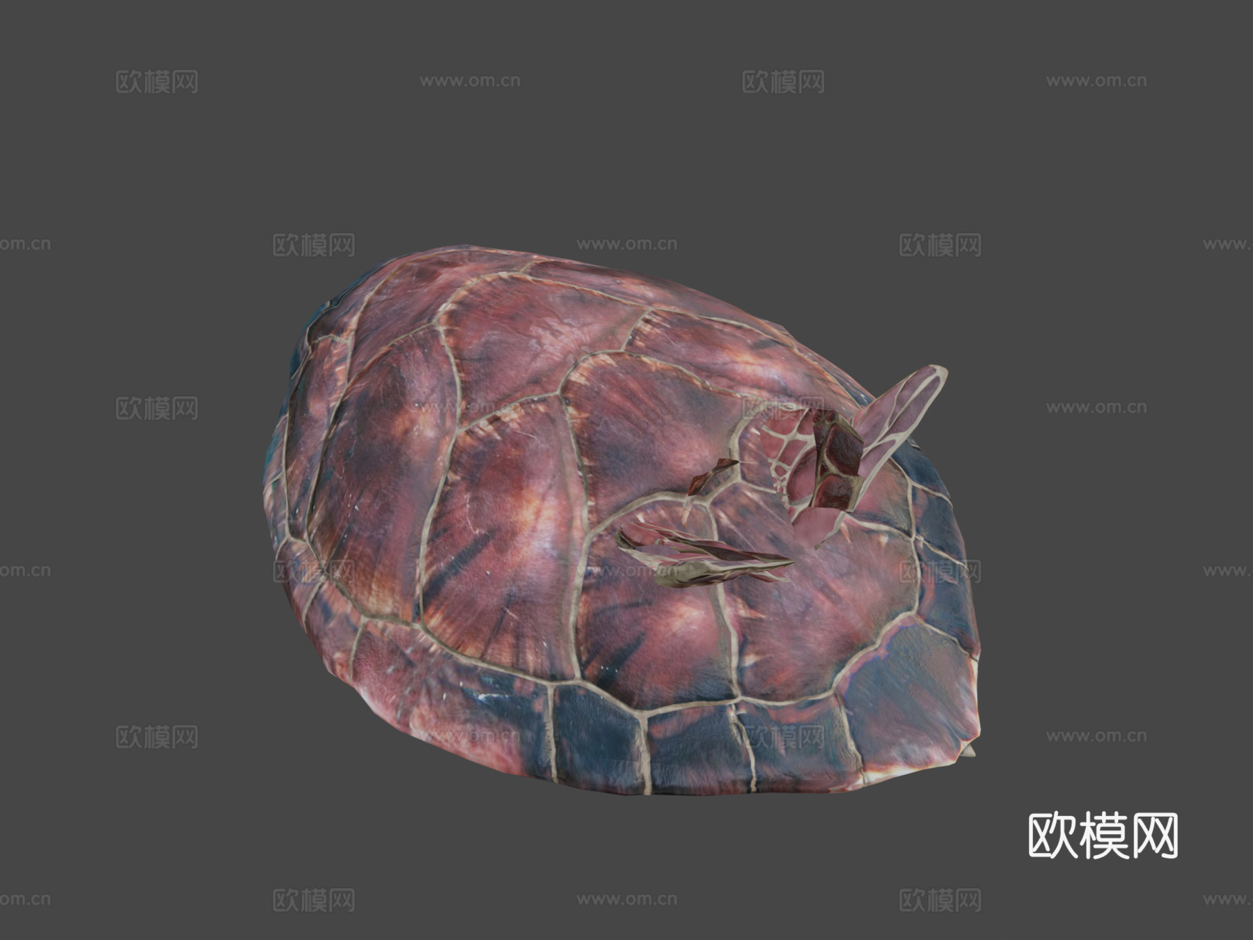 海龟3d模型下载（渲染图8）